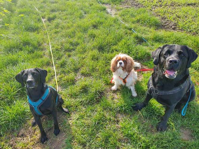 Hundeauslaufgebiet-Tabia - Training für Menschen mit Hund-Bild