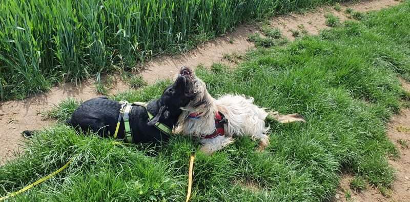 Hundeauslaufgebiet-Tabia - Training für Menschen mit Hund-Bild