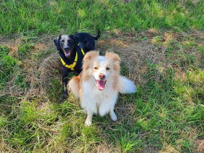 Hundeauslaufgebiet-Tabia - Training für Menschen mit Hund-Bild