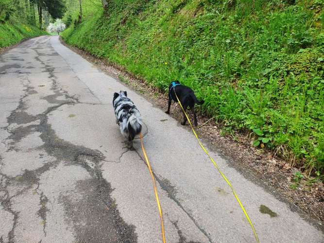 Hundeauslaufgebiet-Tabia - Training für Menschen mit Hund-Bild