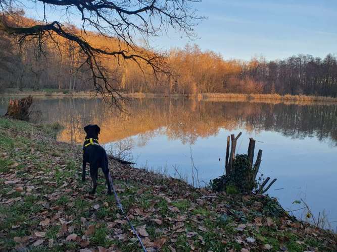 Hundeauslaufgebiet-Tabia - Training für Menschen mit Hund-Bild