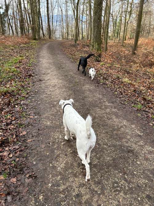 Hundeauslaufgebiet-Uplive Dogs Hundetraining mit Empathie-Bild