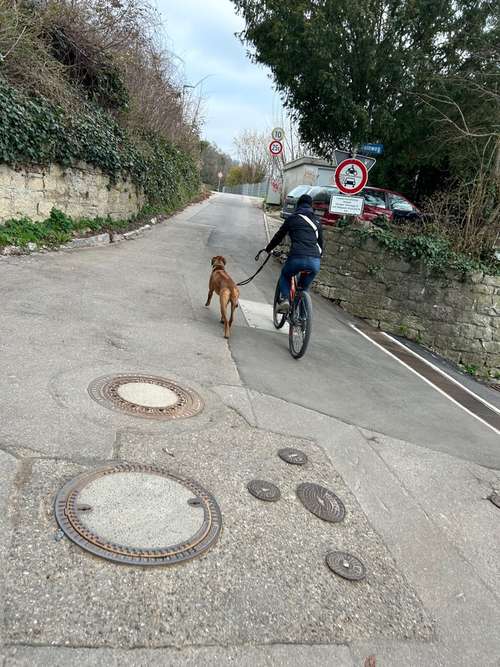 Hundeauslaufgebiet-Uplive Dogs Hundetraining mit Empathie-Bild