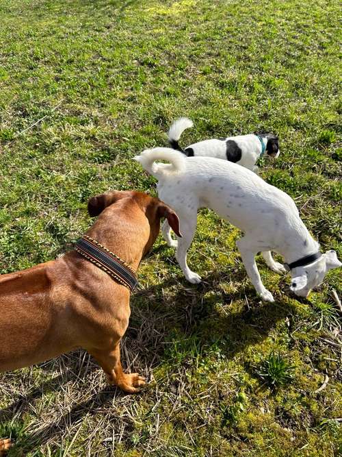 Hundeauslaufgebiet-Uplive Dogs Hundetraining mit Empathie-Bild