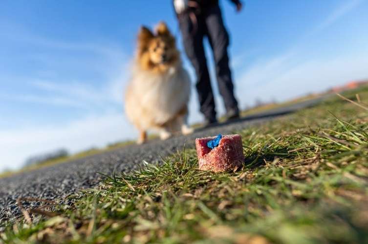 Hundeauslaufgebiet-Kim Landfried Hundetraining-Bild