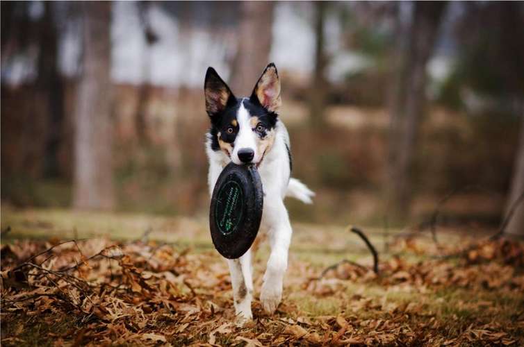 Hundeauslaufgebiet-Kim Landfried Hundetraining-Bild