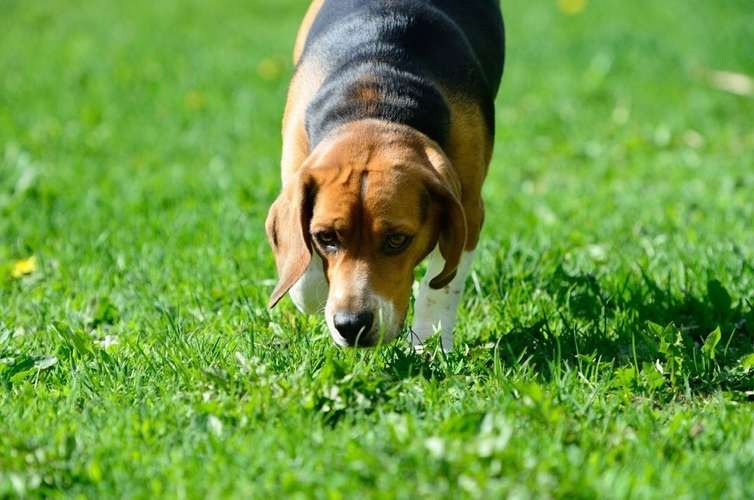 Hundeauslaufgebiet-Kim Landfried Hundetraining-Bild