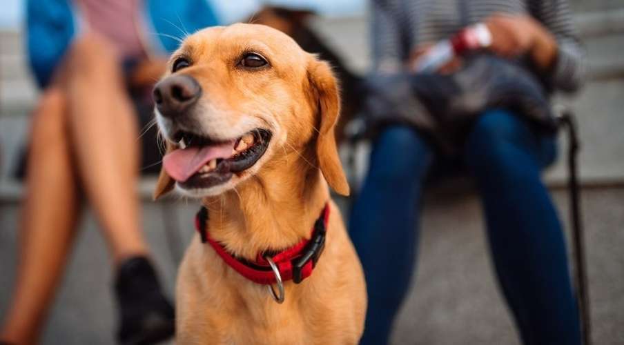 Hundeauslaufgebiet-Kim Landfried Hundetraining-Bild