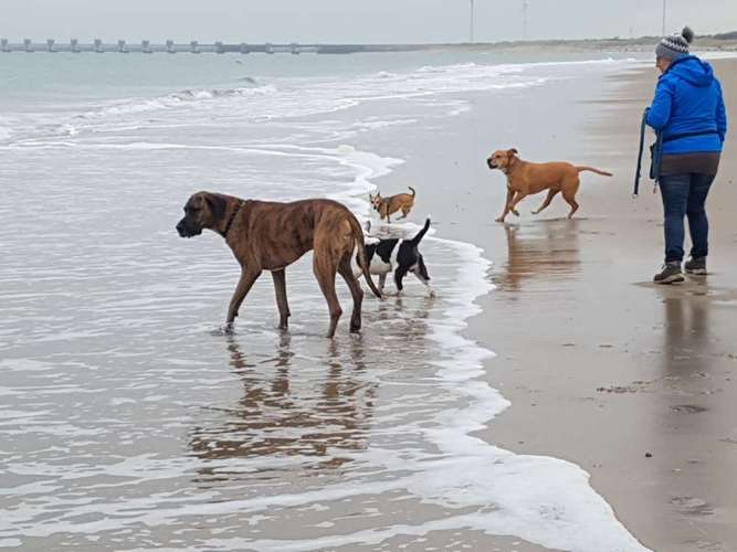 Hundeauslaufgebiet-IG-Hundespielgruppe Jünkerath-Bild