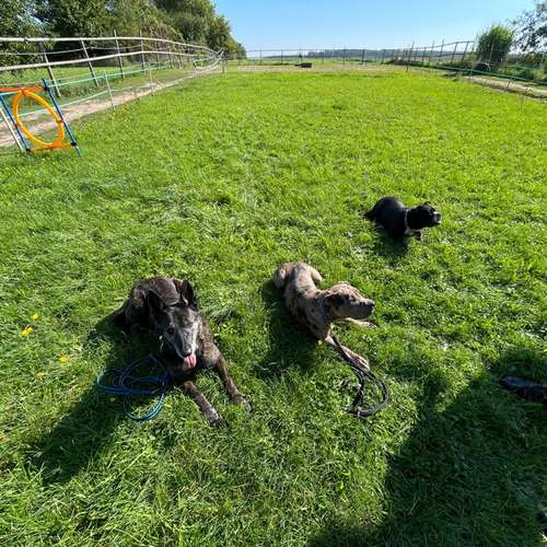 Hundeauslaufgebiet-Hundeschule La Finca-Bild