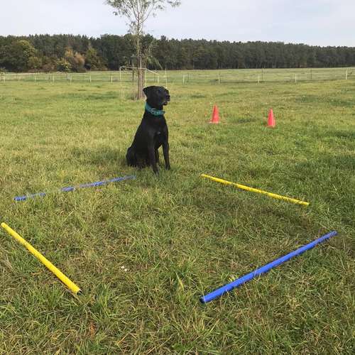 Hundeauslaufgebiet-Hundeschule La Finca-Bild