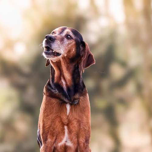 Hundeauslaufgebiet-Kathis Photography-Bild