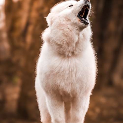 Hundeauslaufgebiet-Kathis Photography-Bild