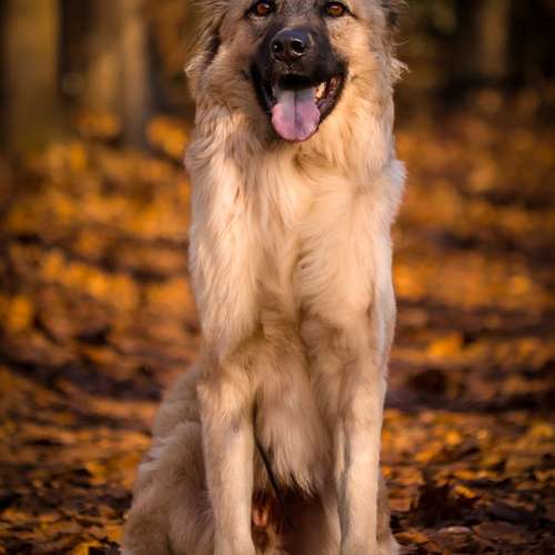 Hundeauslaufgebiet-Kathis Photography-Bild