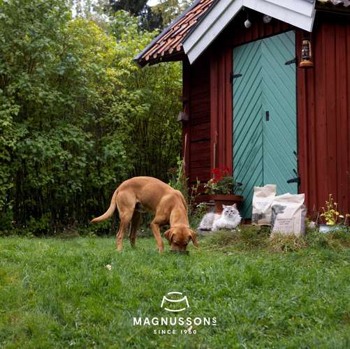 Hundeauslaufgebiet-Magnusson Petfood GmbH-Bild