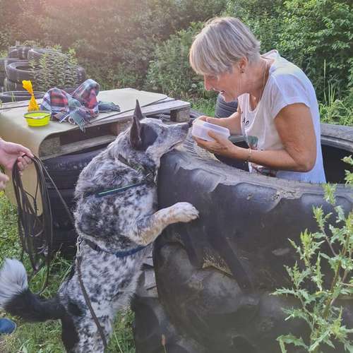 Hundeauslaufgebiet-Der Spur nach-Bild
