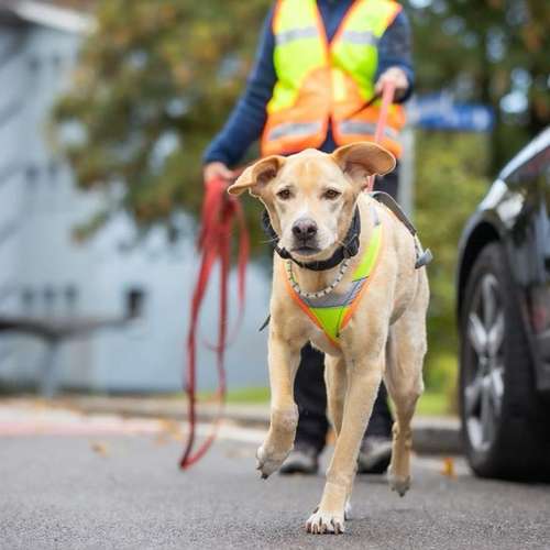 Hundeauslaufgebiet-Der Spur nach-Bild