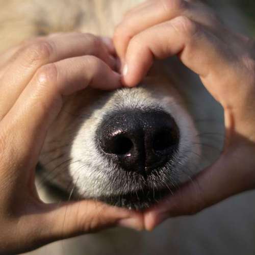 Hundeauslaufgebiet-Martin Rütter Hundeschule Bitterfeld / Wittenberg-Bild