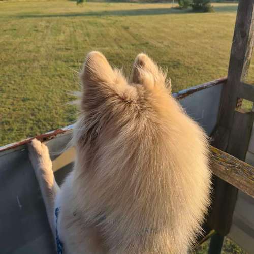 Hundeauslaufgebiet-Martin Rütter Hundeschule Bitterfeld / Wittenberg-Bild