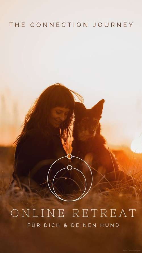 Hundeauslaufgebiet-riot dogs coaching-Bild