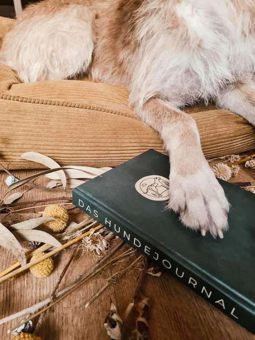 Hundeauslaufgebiet-riot dogs coaching-Bild