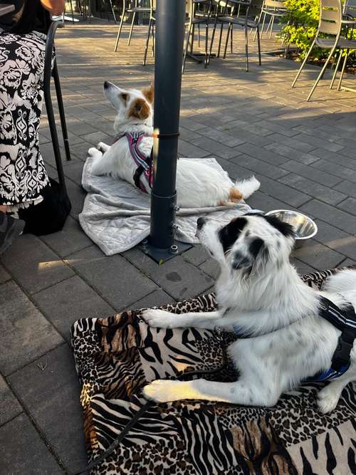 Hundeauslaufgebiet-Hundsgenial-Bild