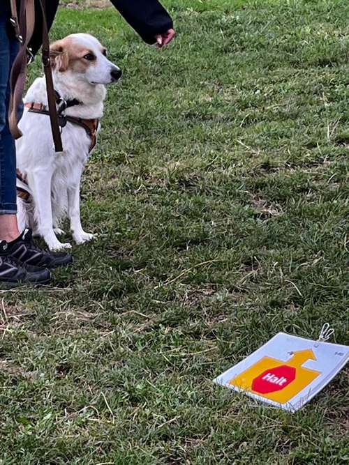 Hundeauslaufgebiet-Hundsgenial-Bild