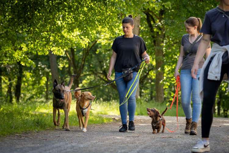 Hundeauslaufgebiet-Hundestundencoach-Bild