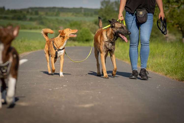 Hundeauslaufgebiet-Hundestundencoach-Bild