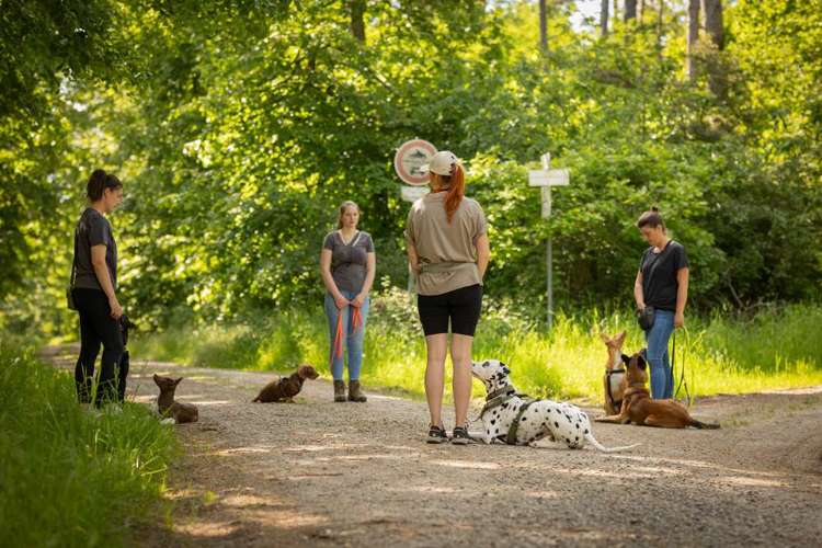 Hundeauslaufgebiet-Hundestundencoach-Bild