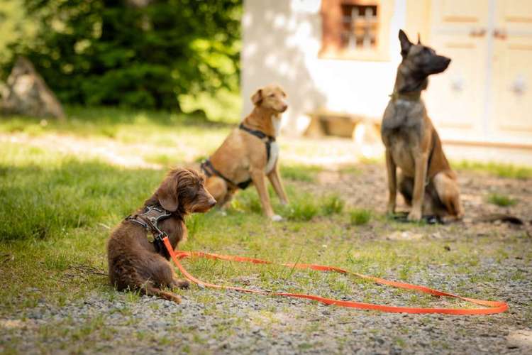 Hundeauslaufgebiet-Hundestundencoach-Bild