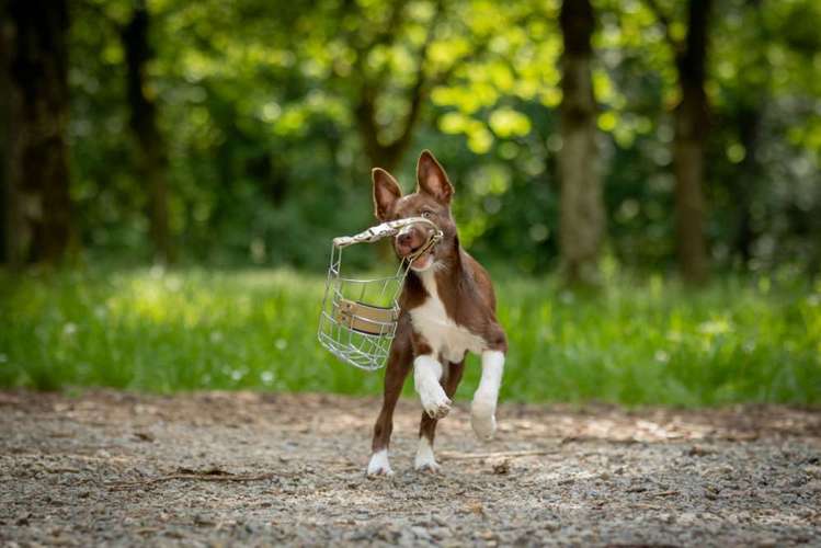 Hundeauslaufgebiet-Hundestundencoach-Bild