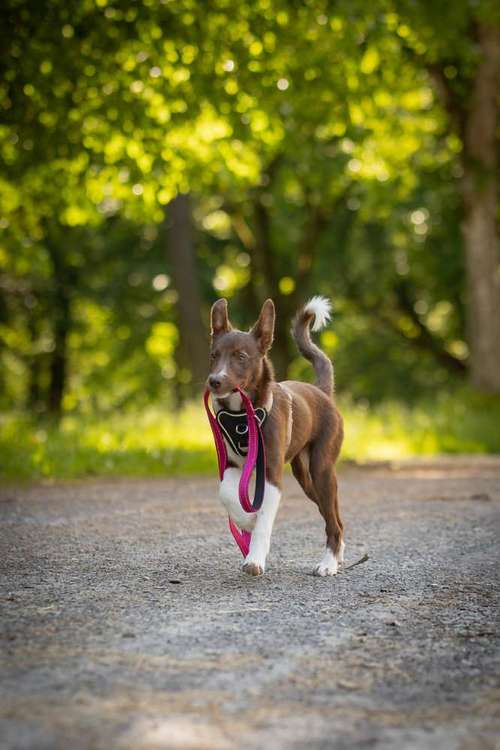 Hundeauslaufgebiet-Hundestundencoach-Bild