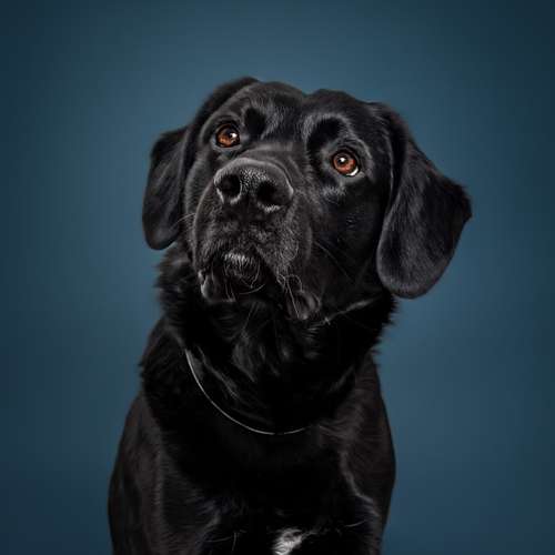 Hundeauslaufgebiet-Fellkinder Fotografie - Kimberley Koch-Bild