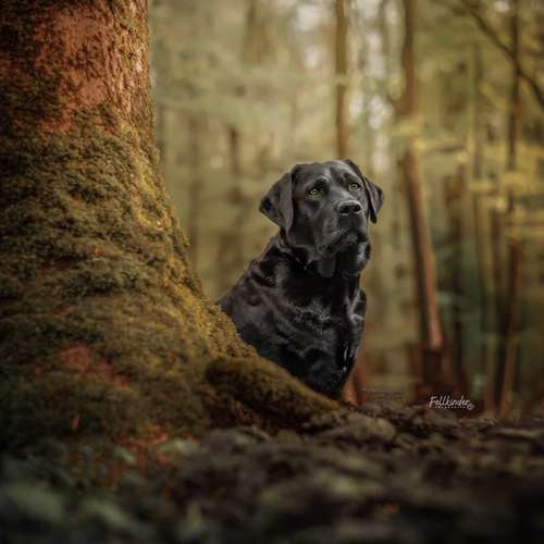 Hundeauslaufgebiet-Fellkinder Fotografie - Kimberley Koch-Bild