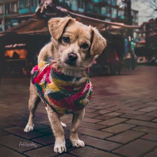 Hundeauslaufgebiet-Fellkinder Fotografie - Kimberley Koch-Bild