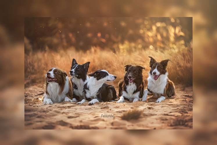 Hundeauslaufgebiet-Fellkinder Fotografie - Kimberley Koch-Bild