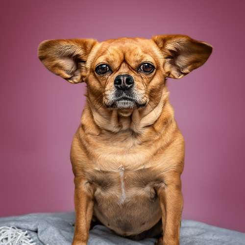 Hundeauslaufgebiet-Fellkinder Fotografie - Kimberley Koch-Bild