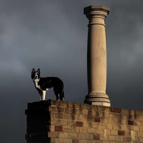 Hundeauslaufgebiet-Fellkinder Fotografie - Kimberley Koch-Bild