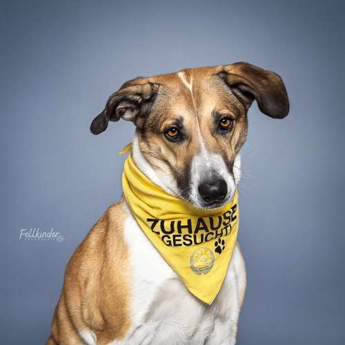 Hundeauslaufgebiet-Fellkinder Fotografie - Kimberley Koch-Bild
