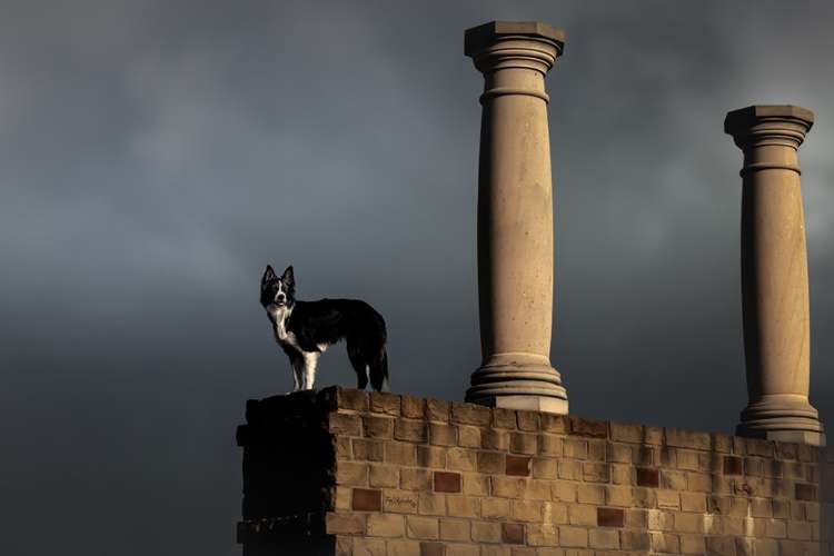 Hundeauslaufgebiet-Fellkinder Fotografie - Kimberley Koch-Bild