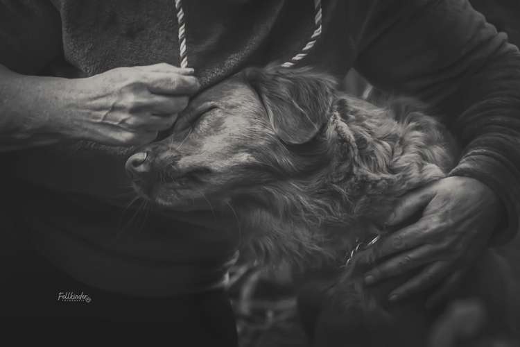 Hundeauslaufgebiet-Fellkinder Fotografie - Kimberley Koch-Bild