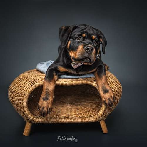 Hundeauslaufgebiet-Fellkinder Fotografie - Kimberley Koch-Bild