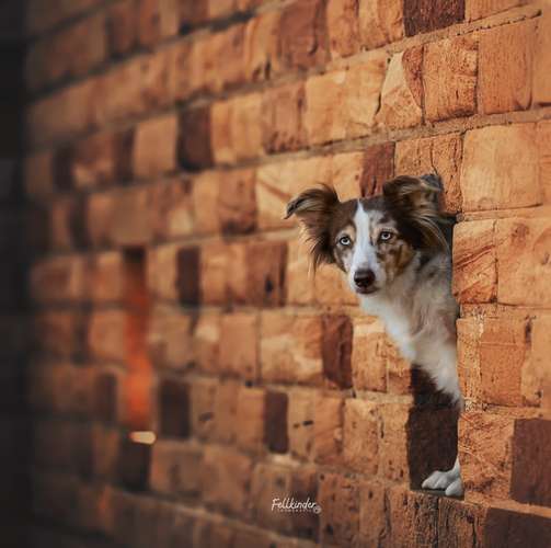Hundeauslaufgebiet-Fellkinder Fotografie - Kimberley Koch-Bild