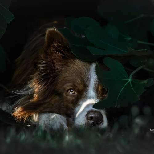 Hundeauslaufgebiet-Fellkinder Fotografie - Kimberley Koch-Bild