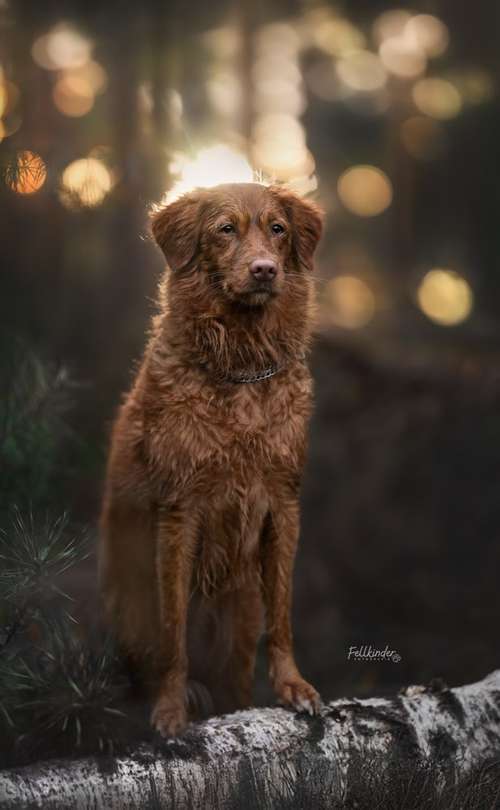 Hundeauslaufgebiet-Fellkinder Fotografie - Kimberley Koch-Bild