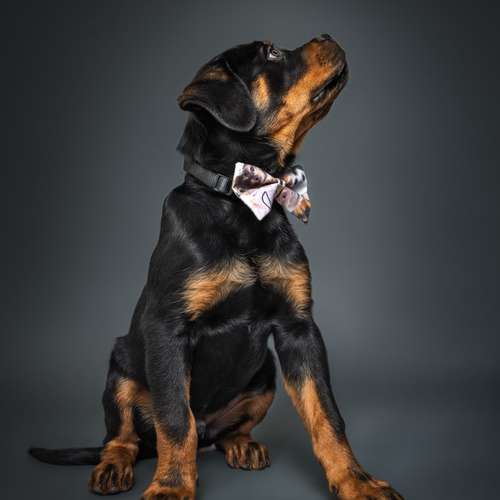 Hundeauslaufgebiet-Fellkinder Fotografie - Kimberley Koch-Bild