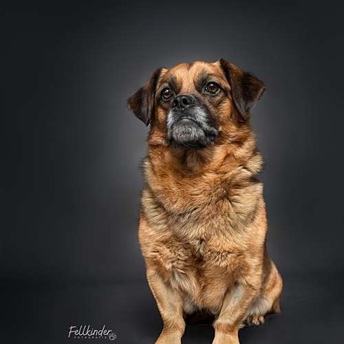 Hundeauslaufgebiet-Fellkinder Fotografie - Kimberley Koch-Bild