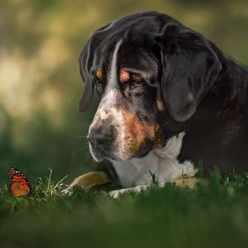 Hundeauslaufgebiet-Fellkinder Fotografie - Kimberley Koch-Bild