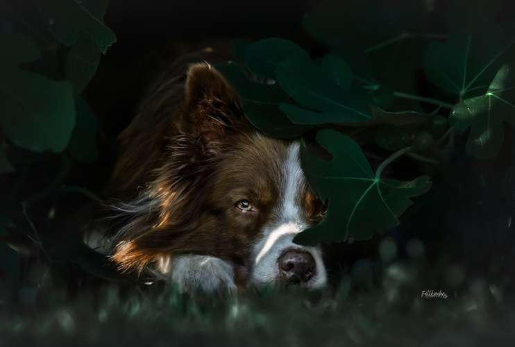 Hundeauslaufgebiet-Fellkinder Fotografie - Kimberley Koch-Bild